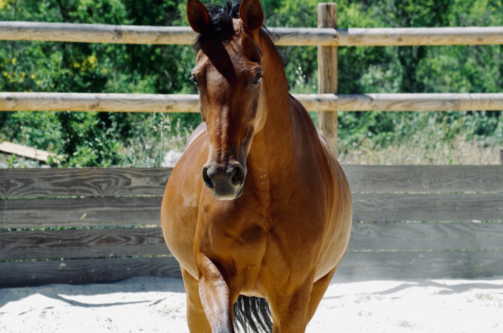 D’elle de Marocy – poulinière Selle Français baie par Nouma d’Auzay (Carthago), Haras de GACI
